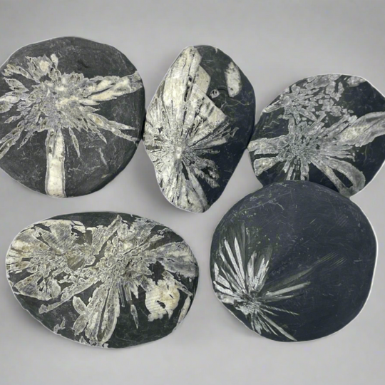 Chrysanthemum Stone